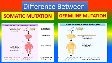 Comparison of Mutations