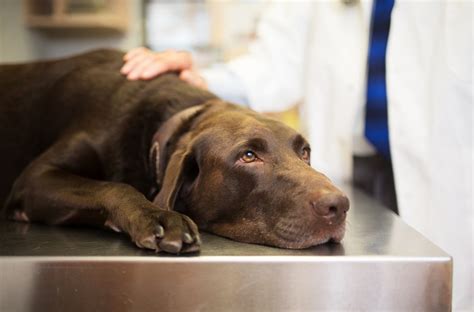 Complications of untreated lipomas in dogs image