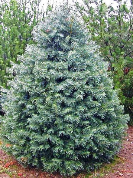 Concolor Fir Christmas Tree in a Living Room