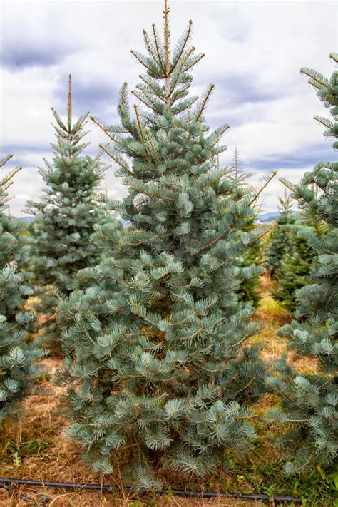 Concolor Fir Christmas Tree Decorations