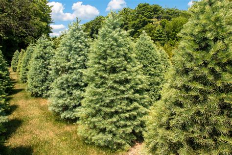 Concolor Fir Christmas Tree Farm