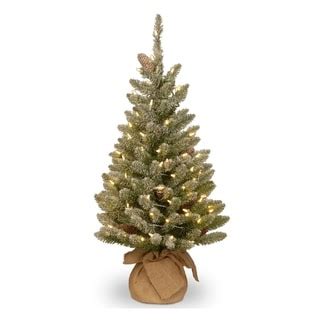 Concolor Fir Christmas Tree Lights