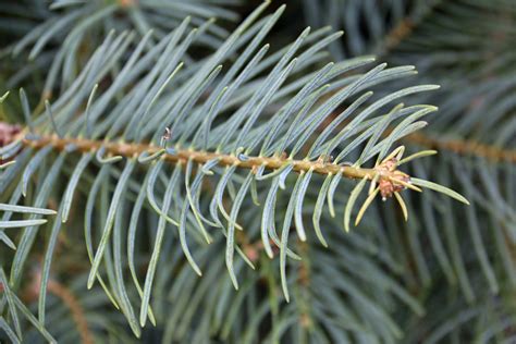 Concolor Fir Christmas Tree Organic Farming