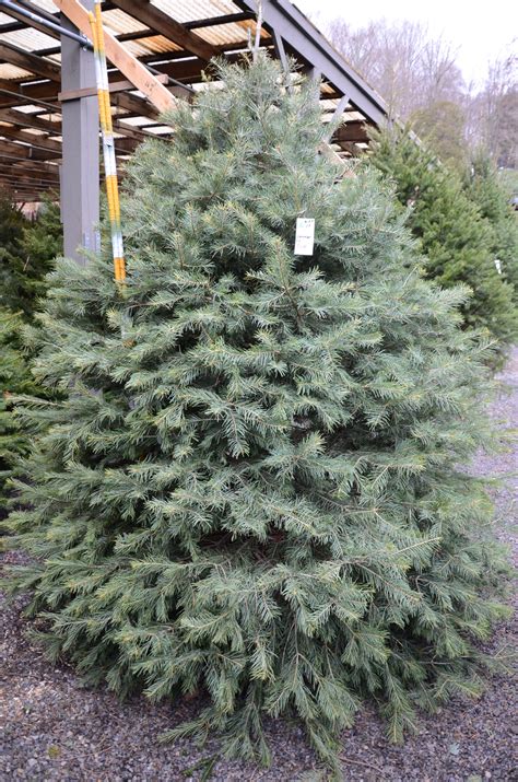 Concolor Fir Christmas Tree Recycling