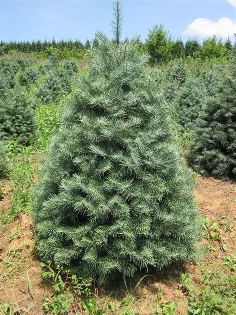 Concolor Fir Christmas Tree Sustainability