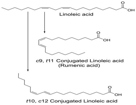 Conjugated Linoleic Acid Weight Loss Pill