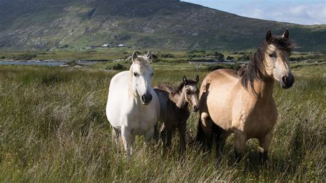 Connemara Pony