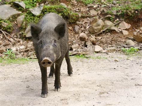 Conservation Efforts for Alpine Swine Breeds