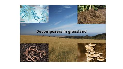 Conservation of Decomposers in Temperate Grasslands