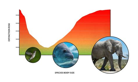 Conservation efforts and extinction risk