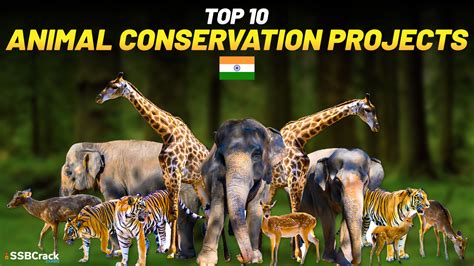 Conservation Efforts for Animals