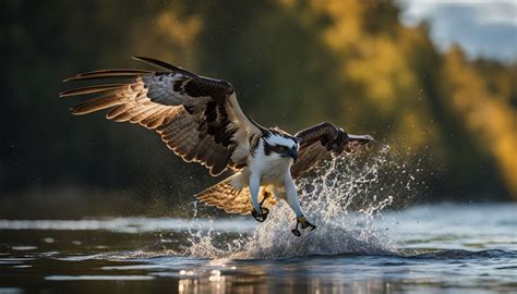 Conservation of bird diving