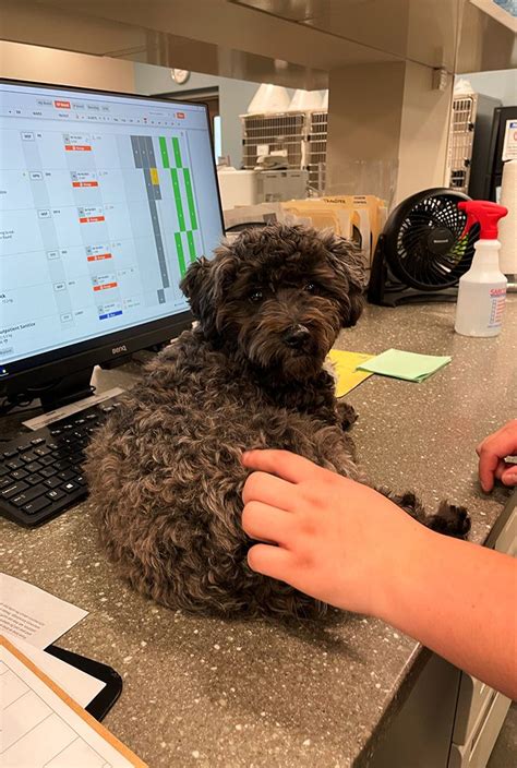 Dog owner on the phone with a veterinarian