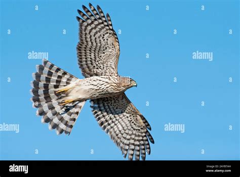 Cooper's hawk in flight