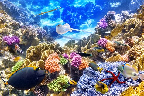 Vibrant Coral Reef