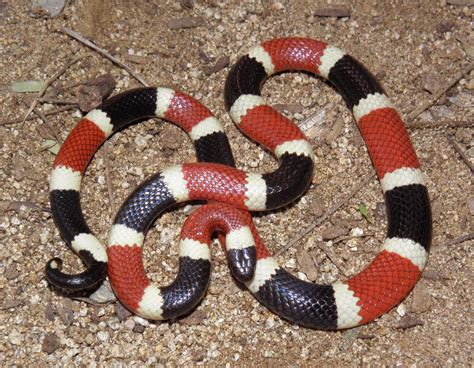 Coral Snake