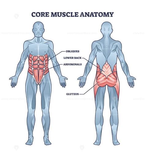 Core muscles anatomy