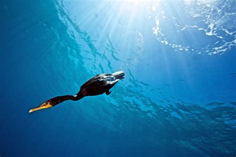 Cormorant diving into the water