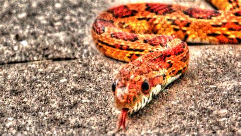 Corn snake hunting in the wild