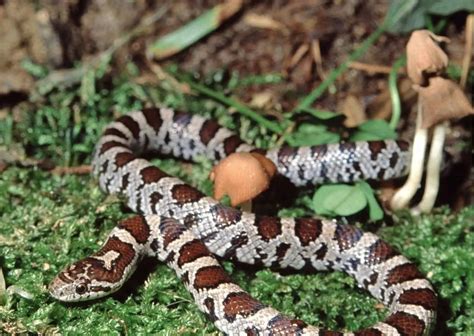 Corn snake hunting in the wild