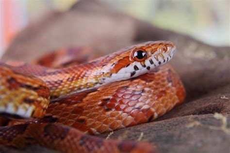 Corn snake care in captivity