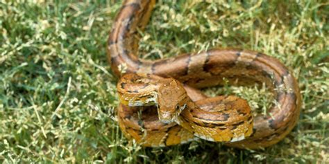 Corn snake conservation efforts