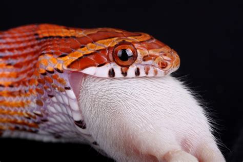 Corn snake diet and foraging