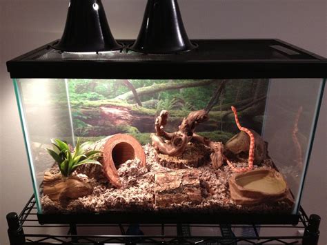 Corn snake enclosures and diet