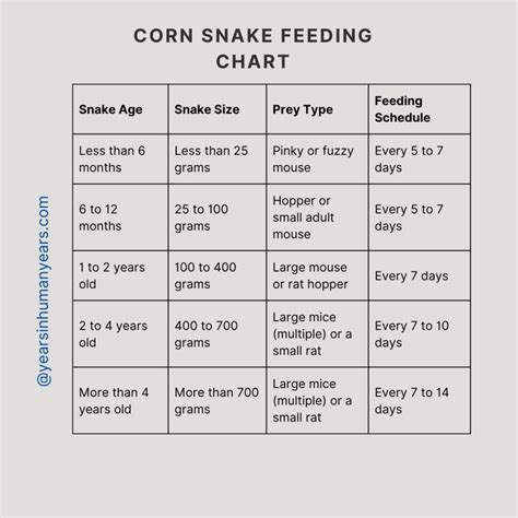 Corn snake feeding chart for hatchlings to adults