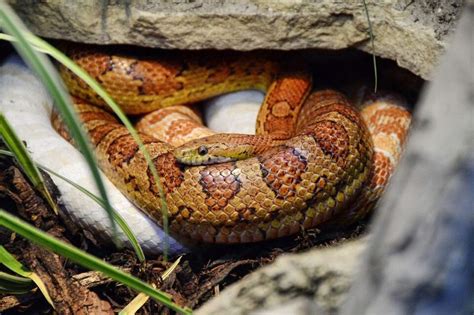 Corn snake in its natural habitat