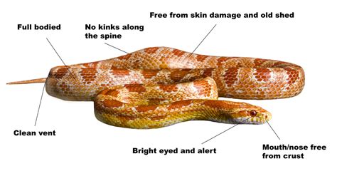 Corn snake health and disease