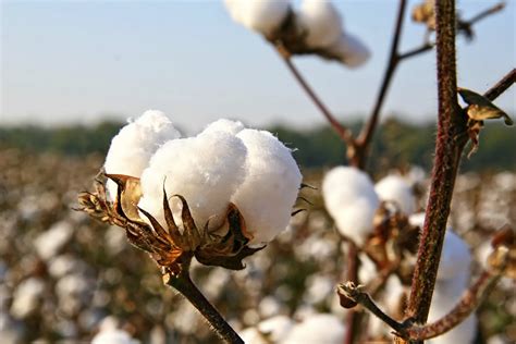 Image of cotton farming