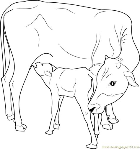 Cow and calf coloring page