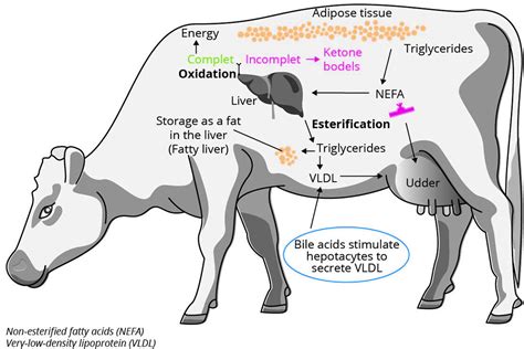 A person studying the nutritional benefits of cow bile