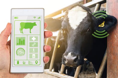 Cow Identification Tag Software