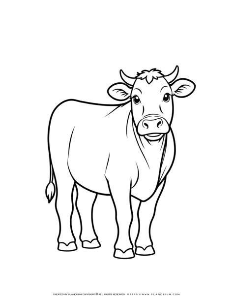 Cow Outlines For Kids Education