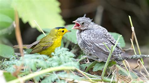 Cowbird behavior and social structure