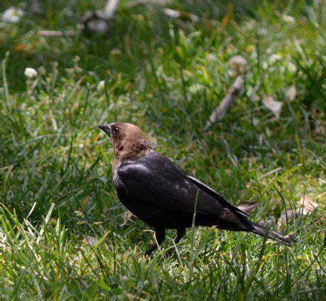 Cowbird biology