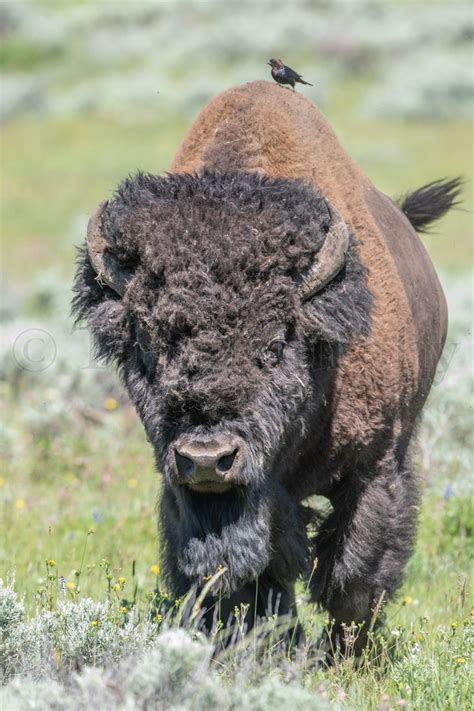 Interesting facts about cowbirds and bison