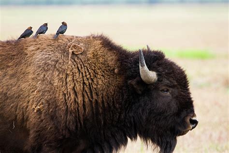 Cowbird and bison in a wildlife refuge