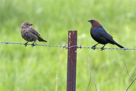 Cowbird breeding