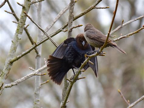 Cowbird breeding habits