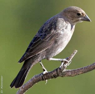 Cowbird conservation