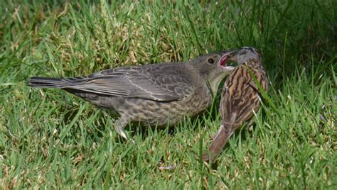 Insects as Food for Cowbirds