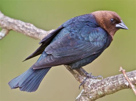 Cowbird feeding on seeds