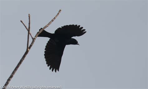 Cowbird in flight