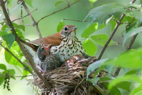 Cowbird Nest with Eggs