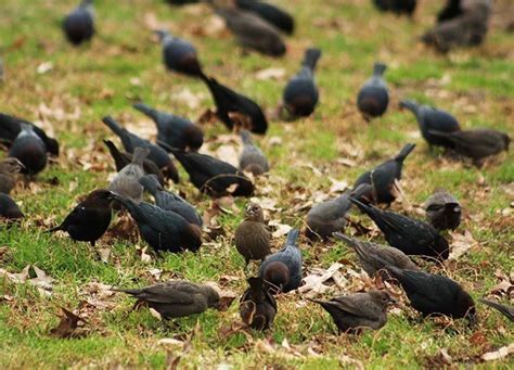 Monitoring Cowbird Population Trends