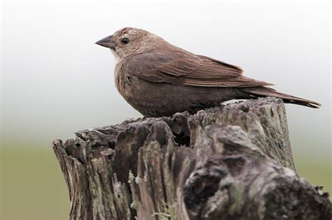 Cowbird reproduction and lifespan