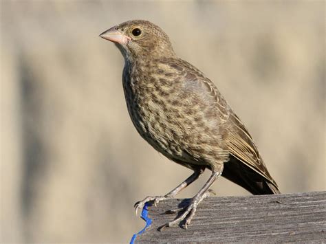 Young cowbirds being fed by their host